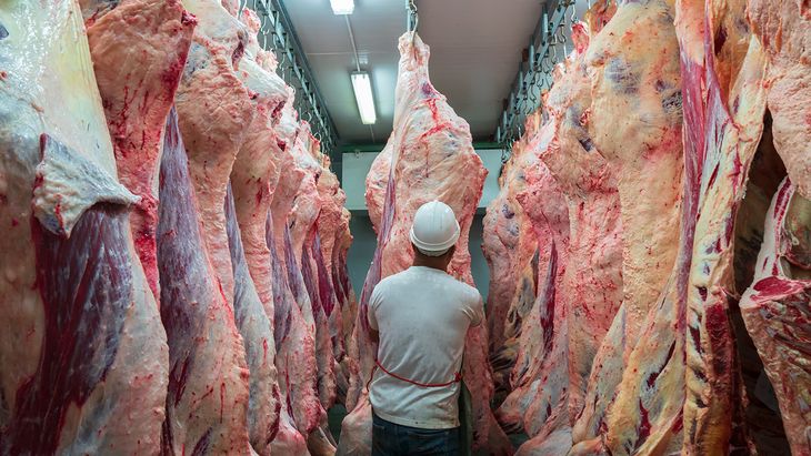 La faena de hacienda en el norte de la Patagonia muestra una clara tendencia a la baja. 