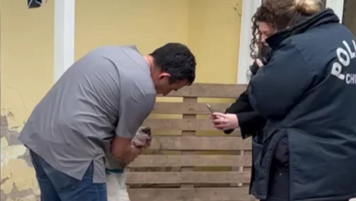 Tras el primer operativo frustrado y varios allanamientos posteriores, finalmente los acusados entregaron al dogo maltratado en Chubut.