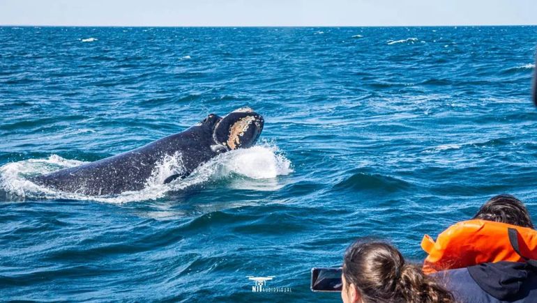 El avistaje de fauna es uno de los atractivos de la costa de Río Negro en primavera.