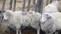 la sarna ovina avanza en chubut y calculan que ya hay unos 100 mil animales afectados