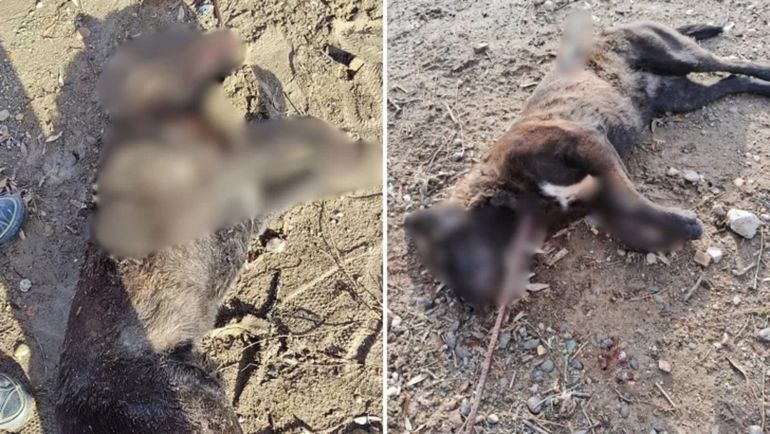 Santa Cruz: uno de los perros asesinados en Las Heras fue ahorcado y al otro lo atravesaron con una vara de hierro.