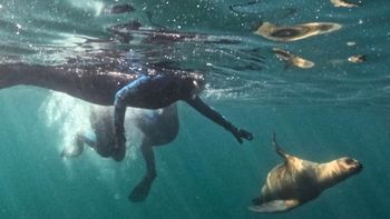 El snorkeling con lobos marinos ya es una de las principales actividades turísticas de Puerto Madryn. El snorkeling con lobos marinos ya es una de las principales actividades turísticas de Puerto Madryn.
