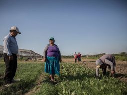El agro es una de las actividades donde existe una gran cantidad de programas sociales, cuyos beneficiarios trabajan y no terminan de insertarse en el mercado formal.  El agro es una de las actividades donde existe una gran cantidad de programas sociales, cuyos beneficiarios trabajan y no terminan de insertarse en el mercado formal.