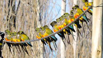 Aunque los cables llenos den otra impresión, estudios del Conicet confirman que la población de loros barranqueros disminuyó un 40% en términos históricos. | LM Neuquen Aunque los cables llenos den otra impresión, estudios del Conicet confirman que la población de loros barranqueros disminuyó un 40% en términos históricos.