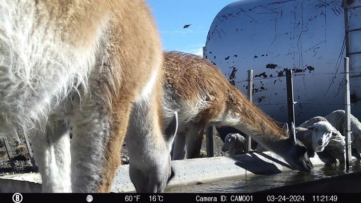 Las imágenes de las cámaras trampa muestran la competencia por el agua entre el guanaco (fauna nativa) y la oveja (especie introducida). Fuente: INTA Las imágenes de las cámaras trampa muestran la competencia por el agua entre el guanaco (fauna nativa) y la oveja (especie introducida). Fuente: INTA