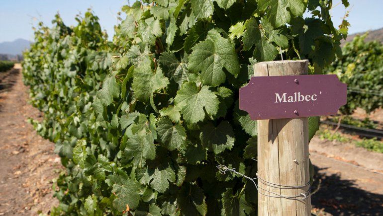 Siete cosas sobre el Malbec que a lo mejor no conocías