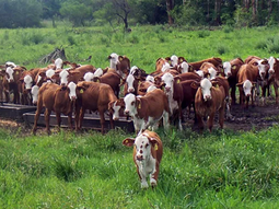 La norma 1115/2023 se preveía aplicar a partir del 1° de enero de 2025. La norma 1115/2023 se preveía aplicar a partir del 1° de enero de 2025.