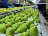 Récord de fruta a industria: cómo evoluciona la temporada