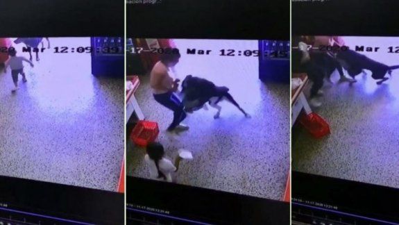 Video: un perro atacó a un nene que se acercó a acariciarlo
