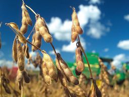 el padre de la soja argentina: sin retenciones, tendriamos 8 millones mas de hectareas el padre de la soja argentina: sin retenciones, tendriamos 8 millones mas de hectareas