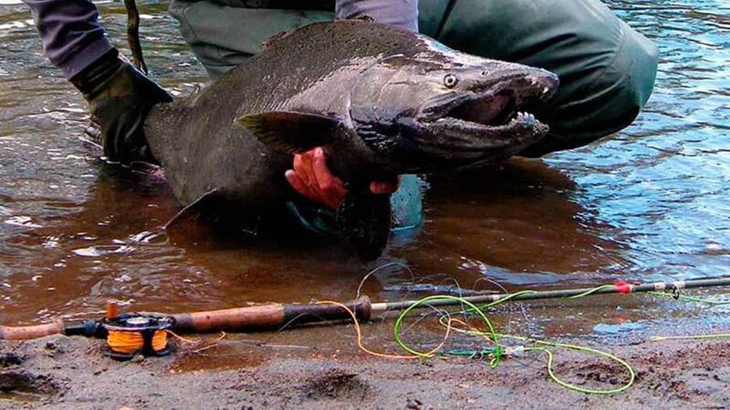 Originario del hemisferio norte, el Chinook llegó a la Patagonia a fines de los años 90. Originario del hemisferio norte, el Chinook llegó a la Patagonia a fines de los años 90.