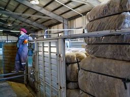Productores patagónicos podrán exportar lana sin procesar directamente desde el campo. Productores patagónicos podrán exportar lana sin procesar directamente desde el campo.