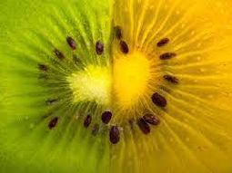 El cambio varietal, clave para mantener creciente la actividad en Chile. El cambio varietal, clave para mantener creciente la actividad en Chile.