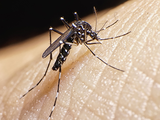 Autorizan la vacuna contra el dengue: cuándo comenzará a aplicarse