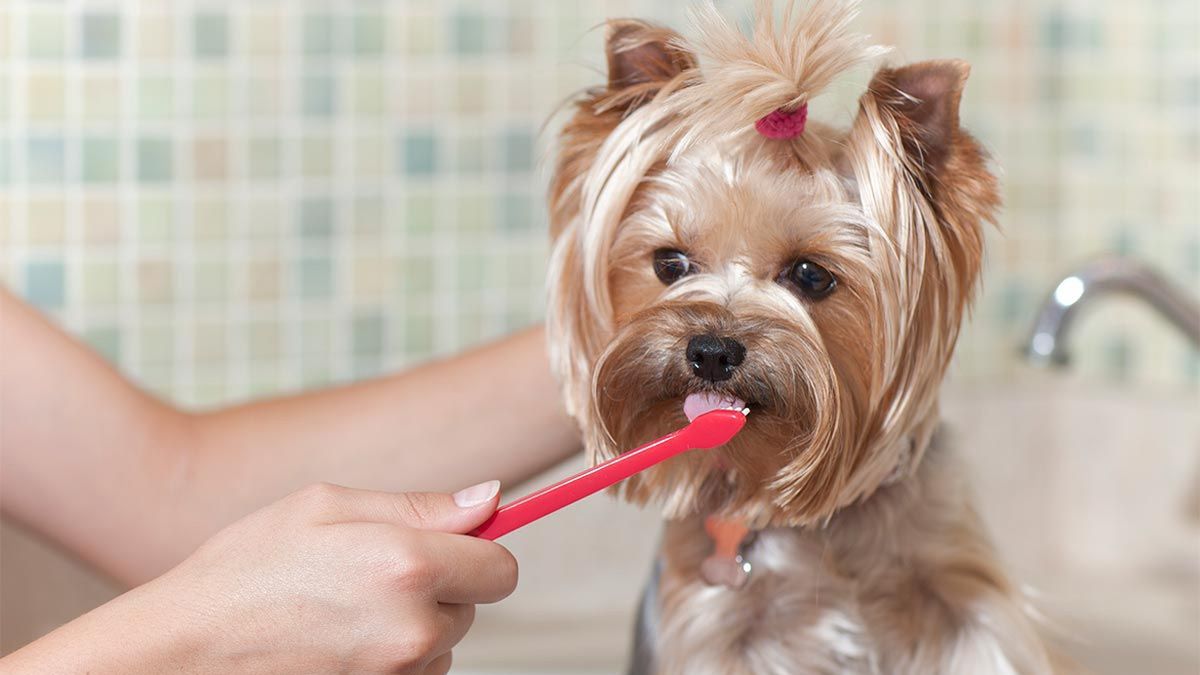 los dientes caninos de los perros vuelven a crecer