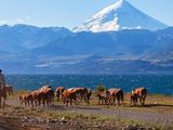 La sanidad del ganado de la Patagonia permite hoy exportar a precios diferenciales.