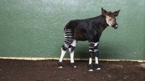 conmovedor: nacio un okapi en el zoologico de londres conmovedor: nacio un okapi en el zoologico de londres