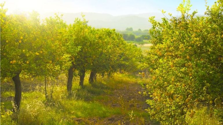 Un campo de limones en Sicilia. Un campo de limones en Sicilia.