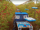Nueva tecnología para la cosecha de frutas: ¿impacto económico y social?