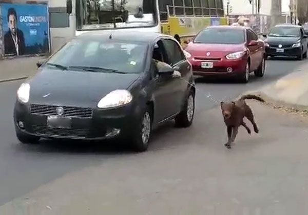 Le hicieron tres multas por pasear a su perro desde el auto