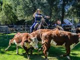 Expo Bovinos, un espacio que reúne producción, capacitación, genética y tradición.