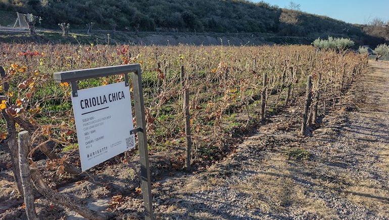 El ascenso tinto de la criolla chica en vinos