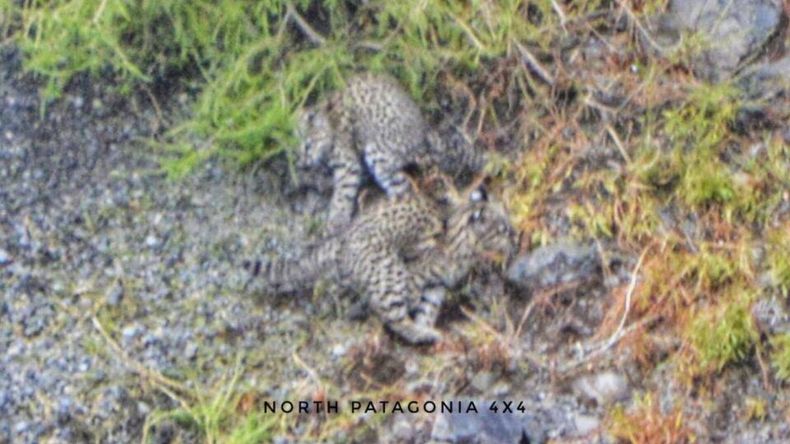 Los cachorros fueron vistos este miércoles mientras jugaban en su hábitat natural. | LM Neuquen Los cachorros fueron vistos este miércoles mientras jugaban en su hábitat natural.