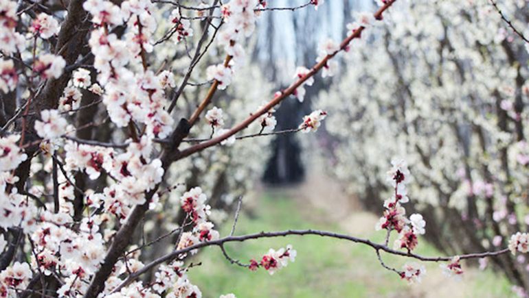 El rol fundamental de las abejas en las chacras de El Valle