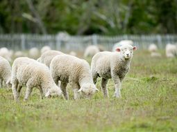 La falta de forraje y los perros asilvestrados, los dos problemas principales. Foto: Instituto Fueguino de Turismo. La falta de forraje y los perros asilvestrados, los dos problemas principales. Foto: Instituto Fueguino de Turismo.