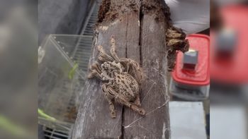En un insólito hallazgo, se encontraron cientos de arañas en una casa en Córdoba. En un insólito hallazgo, se encontraron cientos de arañas en una casa en Córdoba.