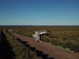 Estos cultivos tienen la ventaja de estar expuestos a más horas de frío y menor amplitud térmica. Foto: Gobierno de Río Negro Estos cultivos tienen la ventaja de estar expuestos a más horas de frío y menor amplitud térmica. Foto: Gobierno de Río Negro