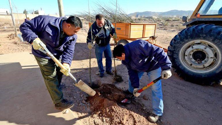 Plantarán 22 mil árboles para llenar de verde la ciudad