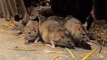 Qué significa soñar con ratas Qué significa soñar con ratas