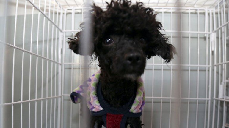 La adopción de perros marcha sobre ruedas