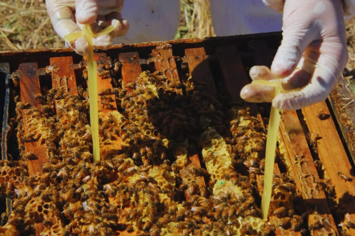 El control de varroa debe reducir la infestación a menos del 1 % antes del invierno. El control de varroa debe reducir la infestación a menos del 1 % antes del invierno.