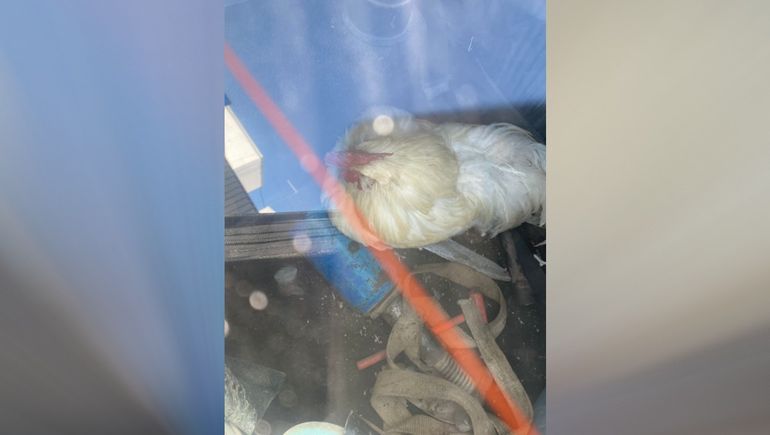 Acá hay gallo encerrado: el insólito despliegue para rescatar un animal