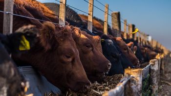 Con 47.300 cabezas faenadas en 2025, Neuquén igualó los niveles del último lustro pese al retroceso del mercado nacional. | LM Neuquen Con 47.300 cabezas faenadas en 2025, Neuquén igualó los niveles del último lustro pese al retroceso del mercado nacional.