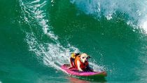 Sugar, la perra campeona de surf canino, había recibido el diagnóstico de cáncer hace pocas semanas. Sugar, la perra campeona de surf canino, había recibido el diagnóstico de cáncer hace pocas semanas.
