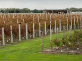 La nueva frontera del vino argentino: el océano.