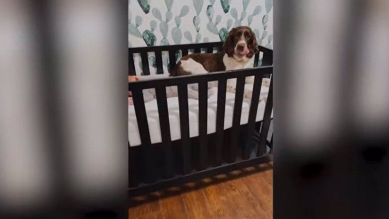 Este perro no para de sumar reproducciones en YouTube