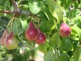 La fruticultura regional sigue cediendo hectáreas en el Valle producto de la pérdida de competitividad que sufre el sector.