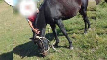 Los dueños piden ayuda para recuperar el caballo, con el que brindan equinoterapia.