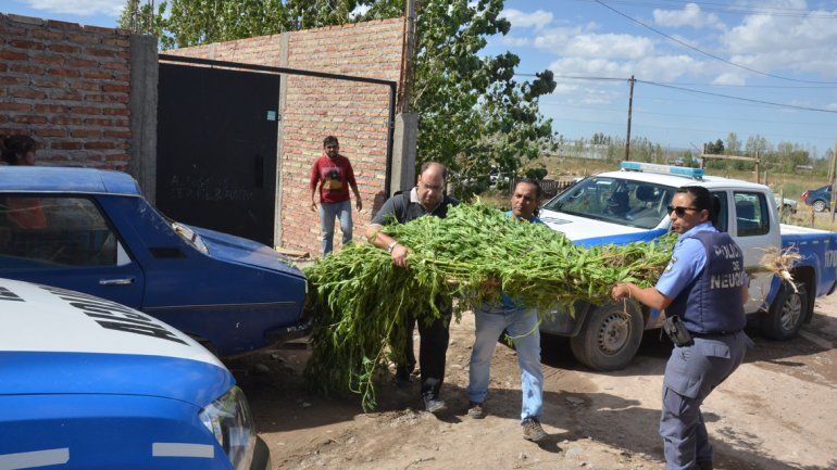Las plantas fueron secuestradas de una casa de Parque Industrial.