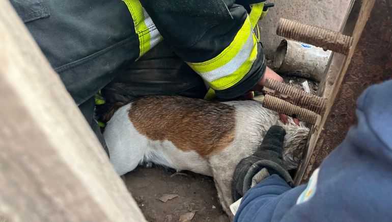 El animal logró salir del caño sin ninguna herida.&nbsp;