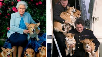 perros de elizabeth ll fueron adoptados por su hijo andres perros de elizabeth ll fueron adoptados por su hijo andres