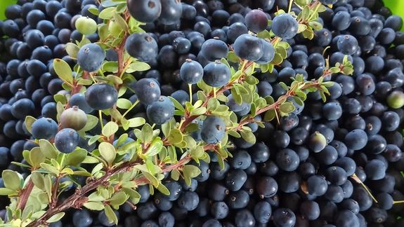 El calafate, un superalimento made in Patagonia.