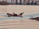 Misterio por la aparición de tres ballenas muertas en las costas de Buenos Aires