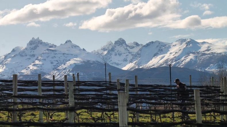 Ubicación clave: El viñedo se encuentra ubicado al lado del ya famoso campo de tulipanes local. | LM Neuquen Ubicación clave: El viñedo se encuentra ubicado al lado del ya famoso campo de tulipanes local.