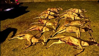 La Pampa: llevaban 12 antílopes muertos en una camioneta. La Pampa: llevaban 12 antílopes muertos en una camioneta.