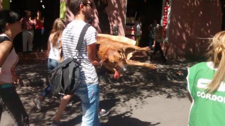 Una perra callejera fue hrida con una bomba de estruendo durante la marcha de los estatales en Córdoba.